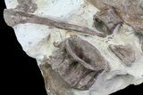 Xiphactinus (Cretaceous Fish) Bones in Chalk- Kansas #64172-2